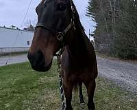 endurance-warmblood-horse
