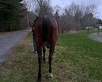 english-pleasure-warmblood-horse