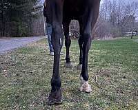 equitation-warmblood-horse