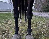 experienced-warmblood-horse