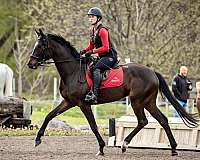 fancy-mover-warmblood-horse