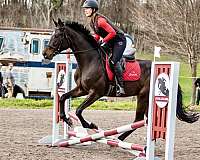 athletic-horse-warmblood