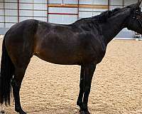 2022-mare-warmblood-horse