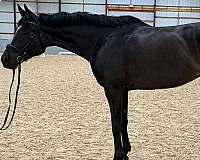 junior-friendly-warmblood-horse