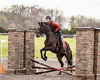 quiet-temperament-warmblood-horse
