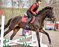 westfalen-mare-warmblood-horse