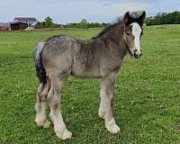 blue-roan-blaze-four-white-stockings-horse