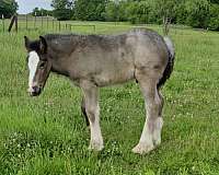 gypsy-cob-drum-horse