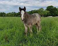 blue-roan-drum-colt