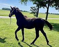 all-around-tennessee-walking-horse