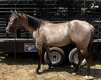 best-stallion