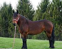 bargain-fell-pony