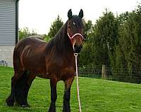 bay-fell-pony