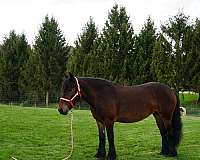 broke-to-ride-fell-pony