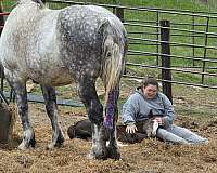 clydesdale-percheron-colt