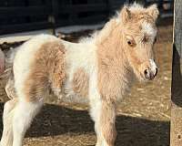 mini-pony-appaloosa