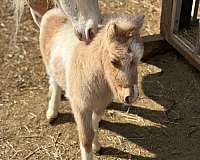 ponies-appy-palomino-pony