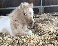 ponies-appy-pinto-pony