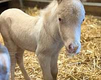 dunalino-pinto-blue-eyes-pony