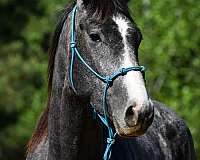 grey-quarter-horse-gelding