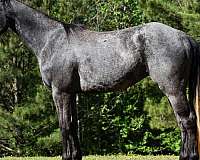 grey-aqha-gelding