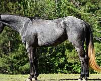 grey-aqha-horse