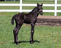 no-white-horse