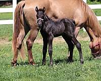 black-no-white-horse