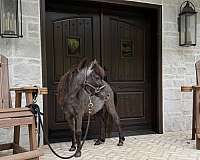 roan-bay-pinto-pony
