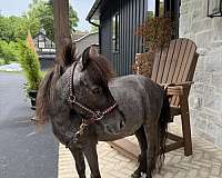 roan-miniature-pony