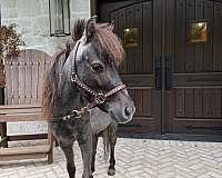 broke-miniature-pony