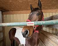 spotted-saddle-gelding