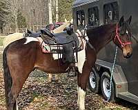 school-trail-spotted-spotted-saddle-horse