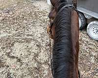 spotted-saddle-horse-for-sale