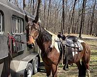 spotted-saddle-horse