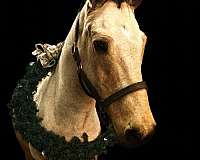 champions-connemara-pony