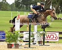 classical-connemara-pony