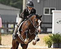 show-jump-pony