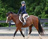 bay-show-jump-pony