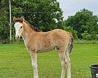 dun-w-blk-points-bald-face-4-white-legs-horse
