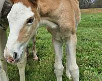dun-w-blk-points-tennessee-walking-colt