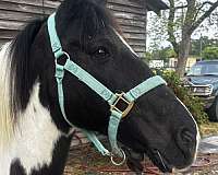 crossbred-pony-gelding