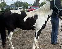 crossbred-pony-for-sale
