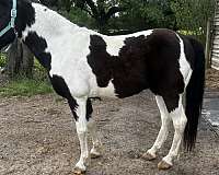 crossbred-pony