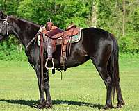 trail-r-morgan-horse