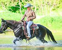 all-around-morgan-horse