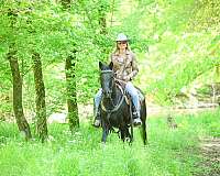 athletic-morgan-horse