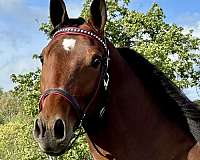 driving-standardbred-horse