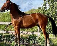 project-racking-standardbred-horse