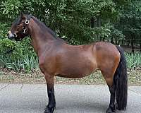 horsemanship-dartmoor-pony-pony